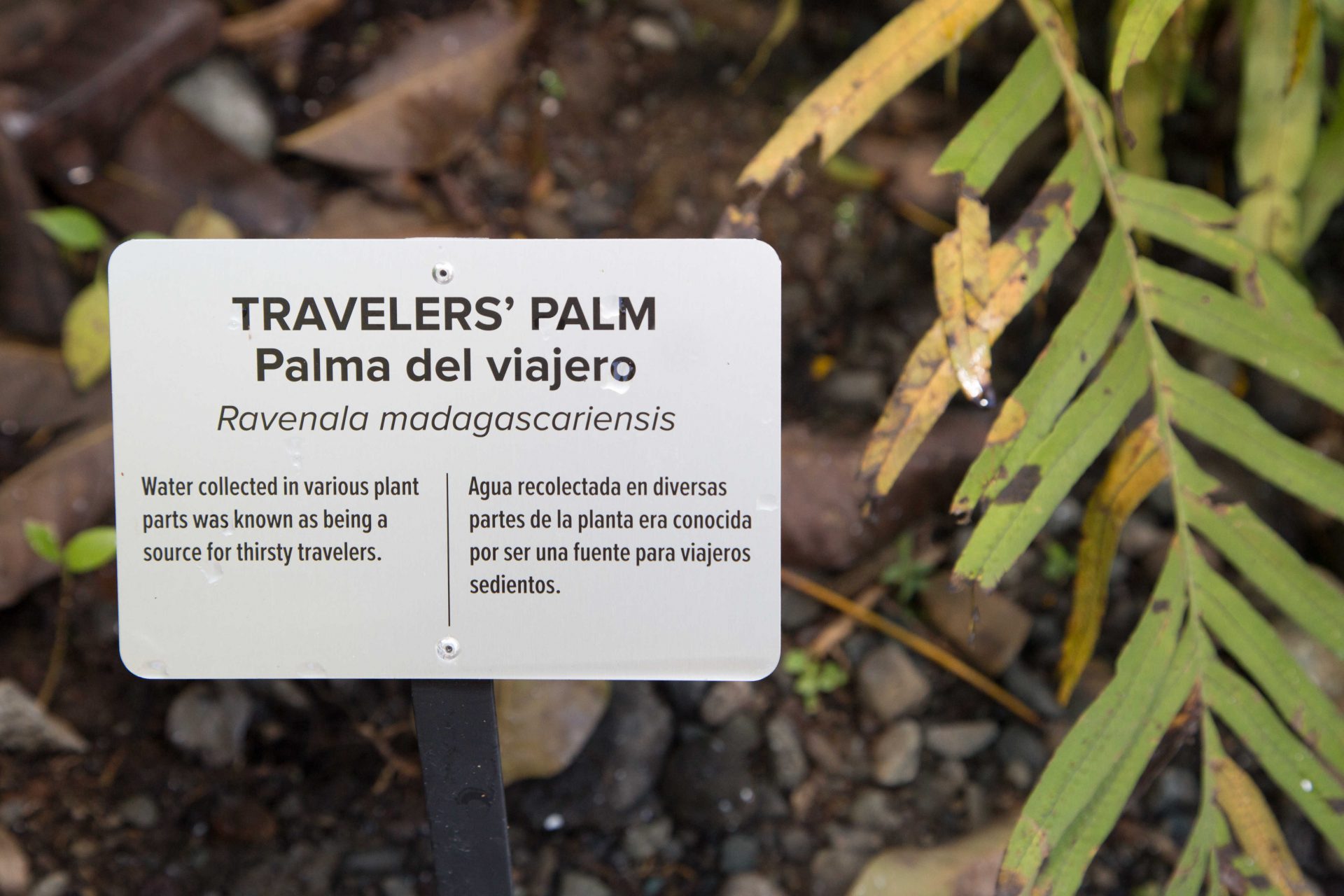 Enjoy the nature walk through Tulemar from the front gates to the beach