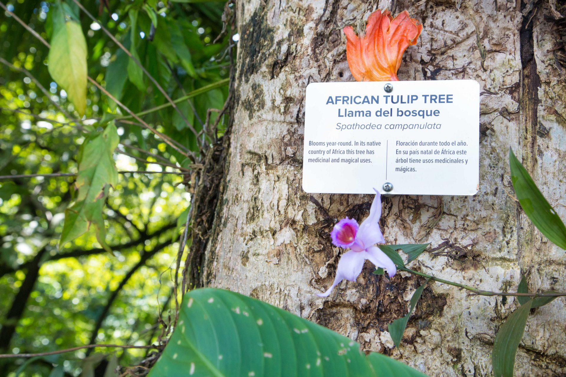 Over 70 species of flora identified and described