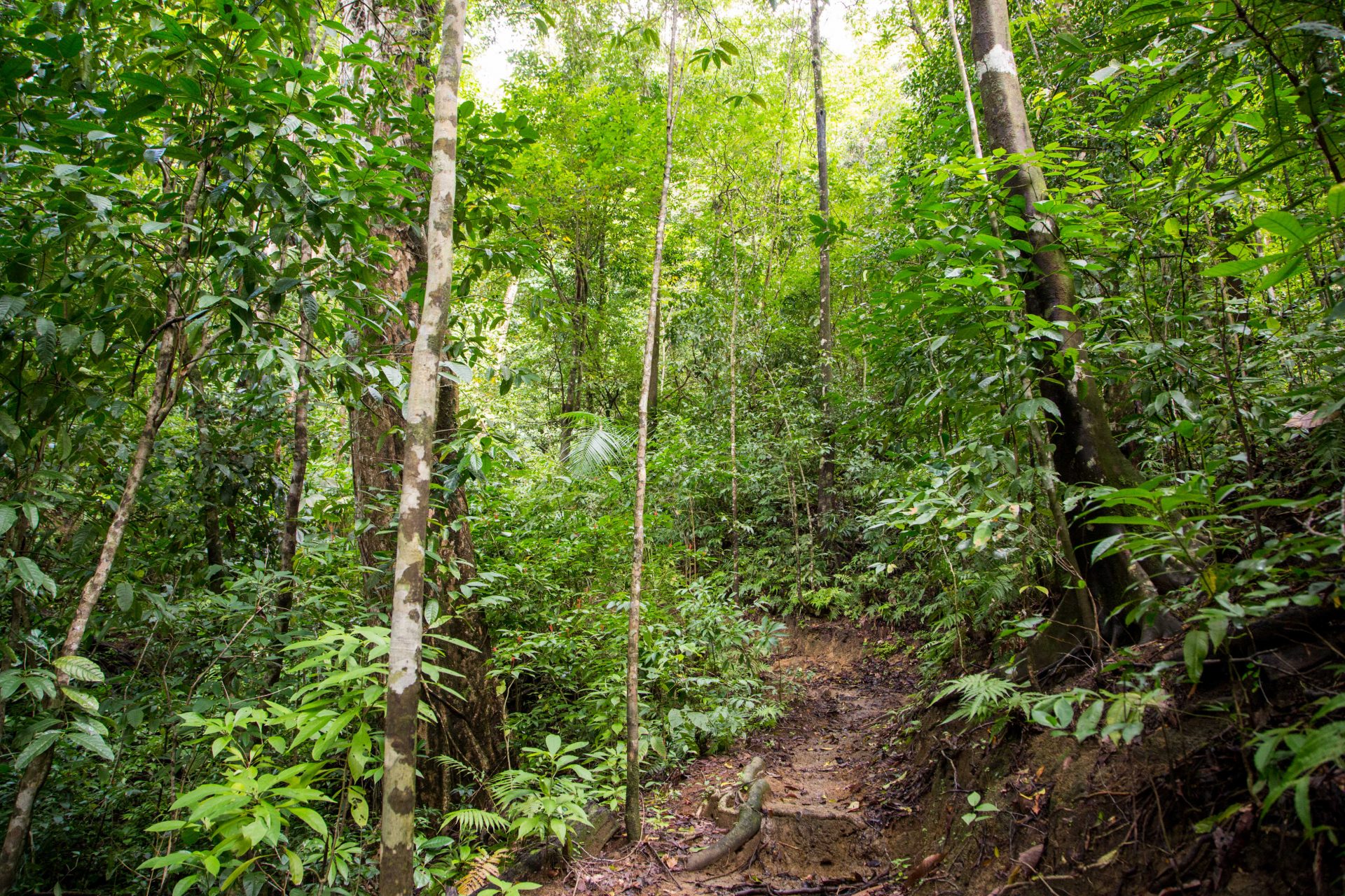 Nature often reclaims the trails.