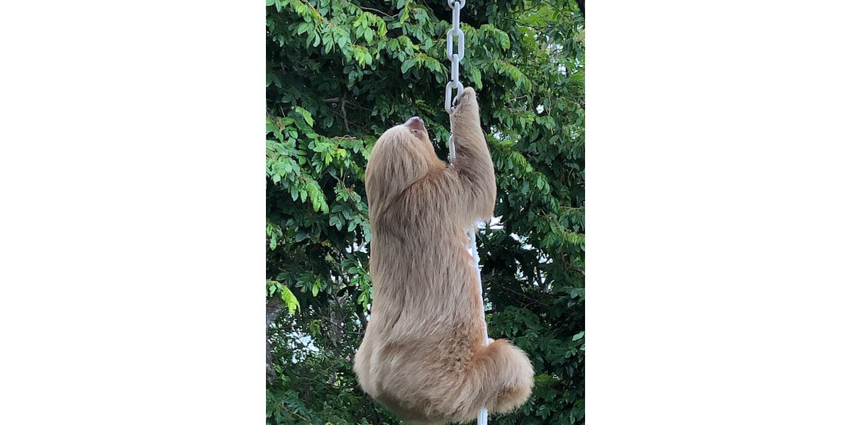 Look who\'s coming to dinner! This sloth climbed all the way up the chain to the dining room of Casa de Frutas!